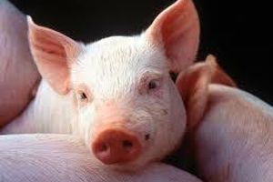 Діагностика анемії свиней