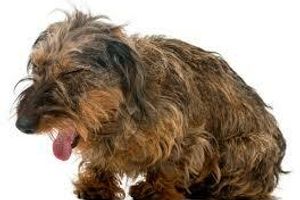 Діагностика бронхіту у собак