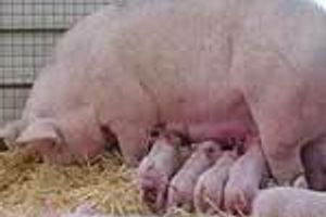 Діагностика парвовірусної інфекції свиней