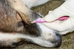 Діагностика піроплазмозу у собак