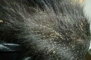 Діагностика волосоїдів у котів