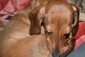 Діагностика запалення прямої кишки у собак