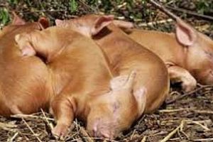 Лікування парвовірусної інфекції свиней