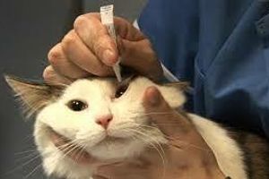 Лікування ран століття у котів