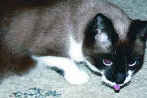 Профілактика бронхіту у котів