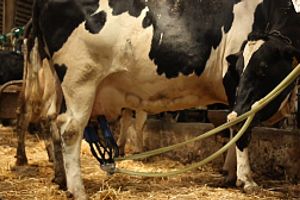 Технологія доїння корів у стійлах